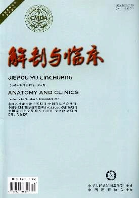 中华解剖与临床